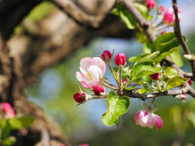 Çiçek açan bir ağaç dalında pembe çiçeklerin yakın çekimi.