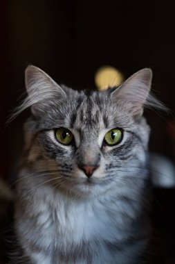 Yeşil gözlü gri kedi doğrudan izleyiciye bakıyor..