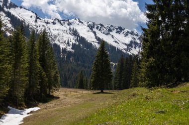 Karlı dağlar ve yeşil çam ağaçları