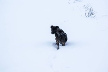 Derin beyaz karda yürüyen bir köpek.