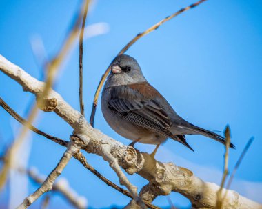 Mavi gökyüzüne karşı tünemiş bir kuş