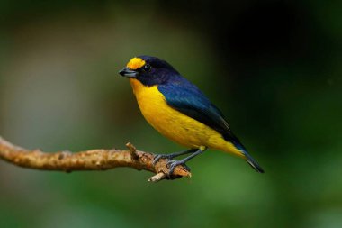 Dala tünemiş renkli bir kuş