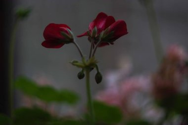 Red flowers blooming in soft natural light