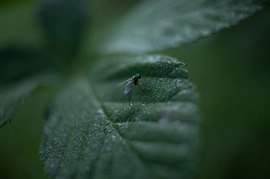 Yaprağın üzerinde oturan sineğin makro görüntüsü