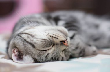 Tatlı kedi uyurken yakın plan görüntüsü.