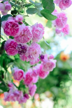 Güneş ışığında yeşil sarmaşıklarda büyüyen canlı pembe çiçekler.