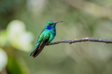 Bulanık yeşil yapraklarla çevrili dallara tünemiş renkli sinekkuşu.