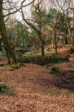 Orman alanı kuru yapraklarla kaplı.