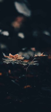 Karanlık yüzeydeki ıslak yaprakların yakınlaşması