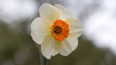 Açık havada açan beyaz nergis çiçeğinin yakın çekimi.