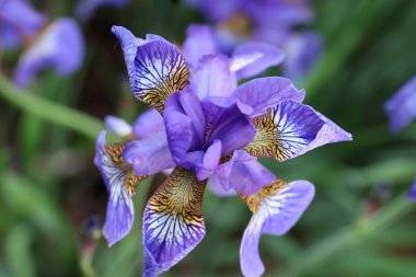 Açık havada açan canlı mor iris çiçeğinin yakın çekimi.