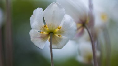 Bahçede çiçek açan narin beyaz çiçekler.
