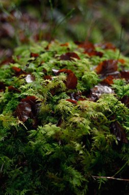 Yeşil yosun ve kahverengi yapraklar orman zeminini kaplıyor