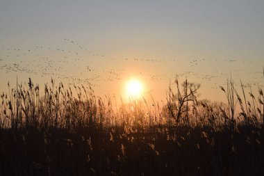 Gün batımı uzun çimenler ve ağaçların üzerinde parlıyor