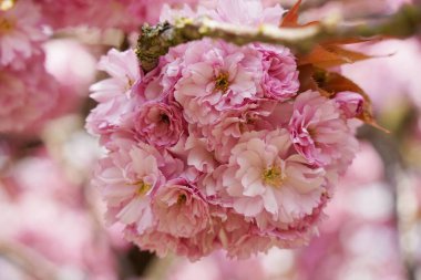 Bahar mevsiminde çiçek açan pembe kiraz çiçekleri.