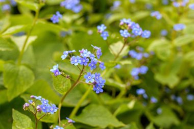 Canlı yeşil yapraklar arasında açan narin mavi çiçekler.