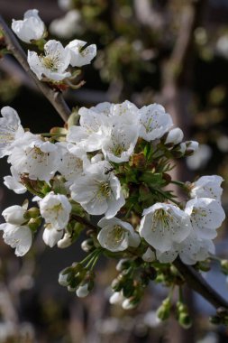 Güzel beyaz kiraz çiçeklerinin açtığı dallar..