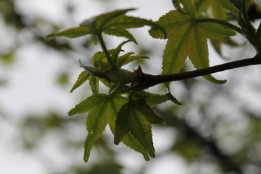 Açık havada bir ağaç dalındaki yeşil yapraklara yakın çekim.
