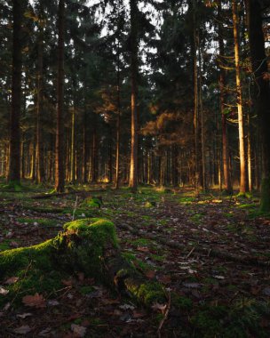 Orman sahnesinde uzun ağaçlar ve güneş ışığı içinden süzülüyor..