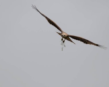 Şahinler uçarken küçük avlar taşırlar.