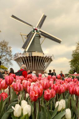 Yel değirmeninin yanında açan renkli laleler