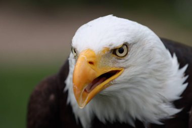 Kel kartal kuşunun yakın görüntüsü