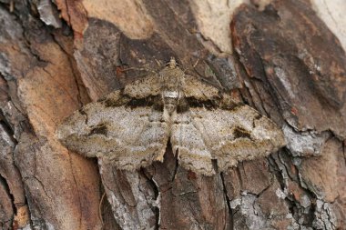 Dokulu ağaç kabuğunda dinlenen güve doğal ortamda yakınlaşıyor.