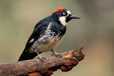 Ağaçkakan doğal ortamında renkli tüylerle dallara tünemiş.