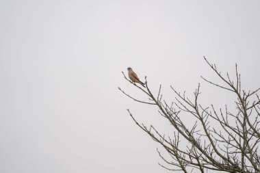 Kuş bulutlu arka planda çıplak bir ağaç dalına tünemiş.