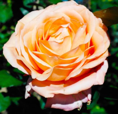 Güzel botanik çekimi, doğal arka plan, gül çiçeği.