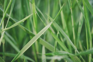 Çiyli yeşil çimenlik makro çekim