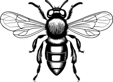 Kanatları geniş, siyah ve beyaz renkli ayrıntılı bir arı resmi.