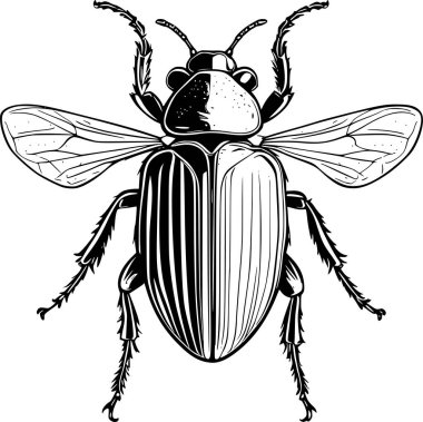 Belirgin kanatları ve segmentli gövdesi olan detaylı bir böceğin siyah beyaz çizimi