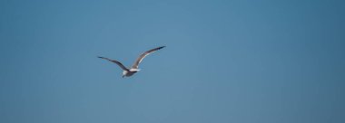 Kuş açık mavi gökyüzüne doğru uçuyor