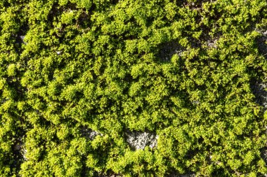 Vibrant green moss covering textured rocky surface
