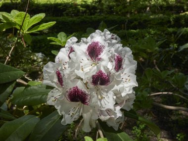 Çiçekler yemyeşil bahçede açıyor.