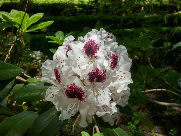 Çiçekler yemyeşil bahçede açıyor.