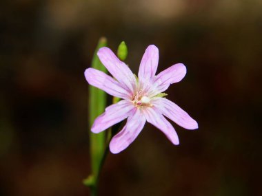 Yeşil sapta büyüyen tek pembe çiçek.