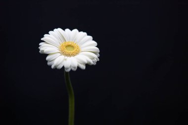 Koyu arkaplanda sarı merkezli tek bir beyaz çiçek.