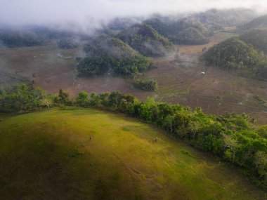 Ağaçlarla kaplı yemyeşil tarlaların ve yamaçların havadan görünüşü.