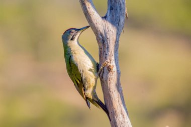 Sinekkuşu ağaç dalına tünemiş.