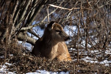 Bir kahverengi geyik uzun kuru çimenler ve kış ormanlarında çıplak dallar arasında.