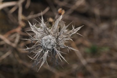 Dikenli beyaz yapısı olan kurumuş bitki.