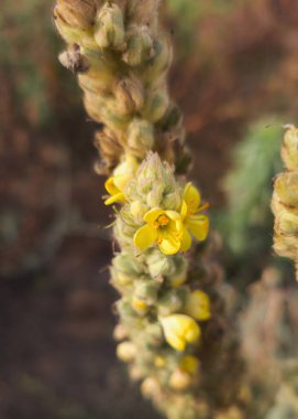 Sarı çiçekler uzun yeşil saplarda çiçek açıyor.