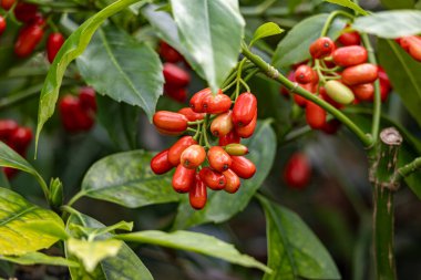 Clusters of red berries on plant