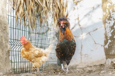 Çitin yanında duran iki tavuk.