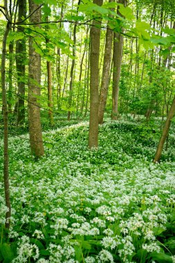 Güneşle sırılsıklam olmuş orman zemininin vahşi sarımsak bitkileriyle kaplı huzurlu bir görüntüsü.