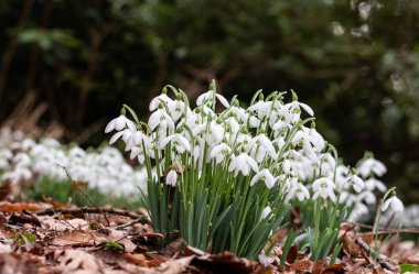 Cluster of white snowdrops with green stems and leaves blooms on a forest floor with brown debris.
