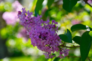Açık havada güzel açan parlak leylak çiçekleri.