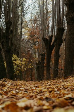 Ağaçlar ve yere düşen yapraklarla dolu orman sahnesi.